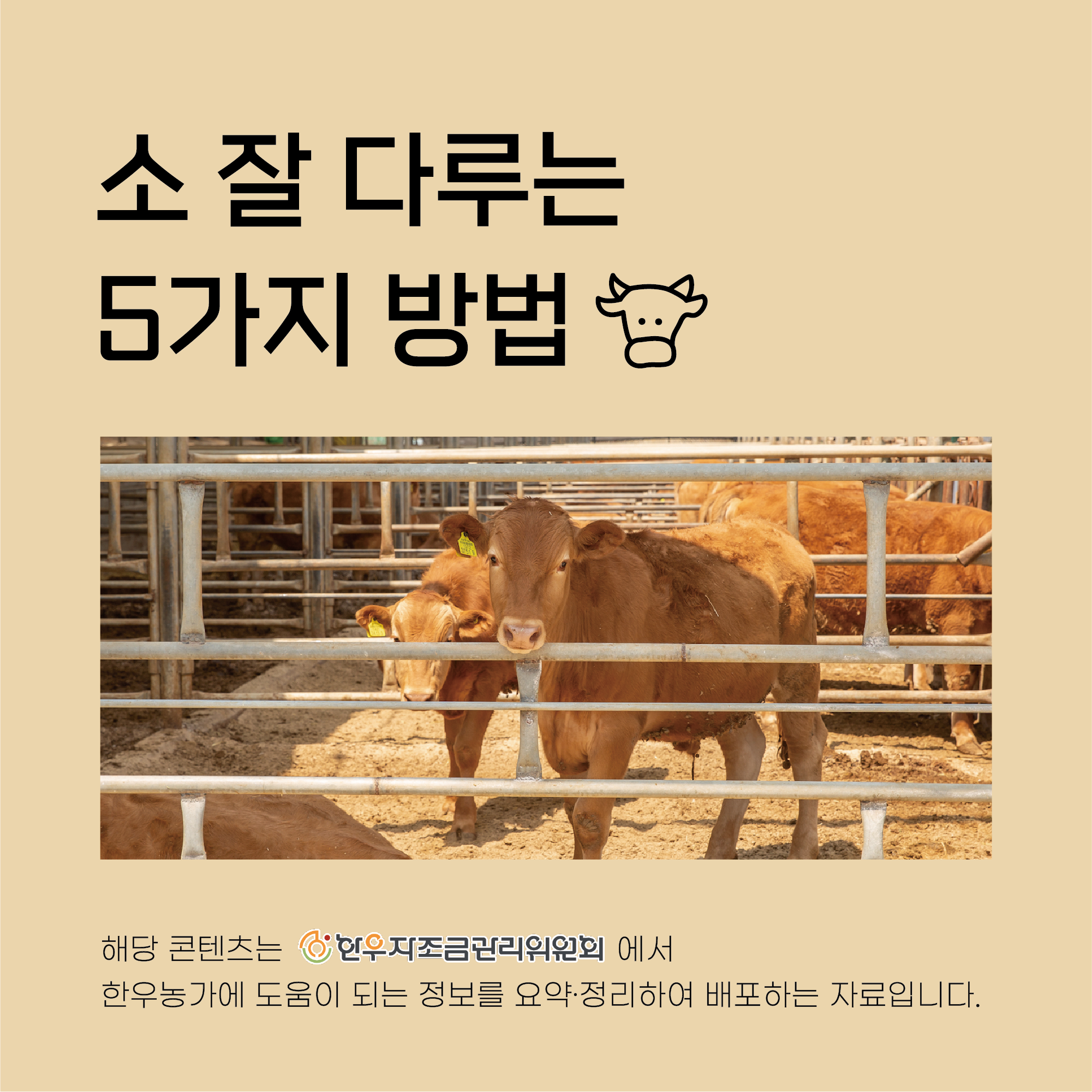 소를 잘 다루는 5가지 방법