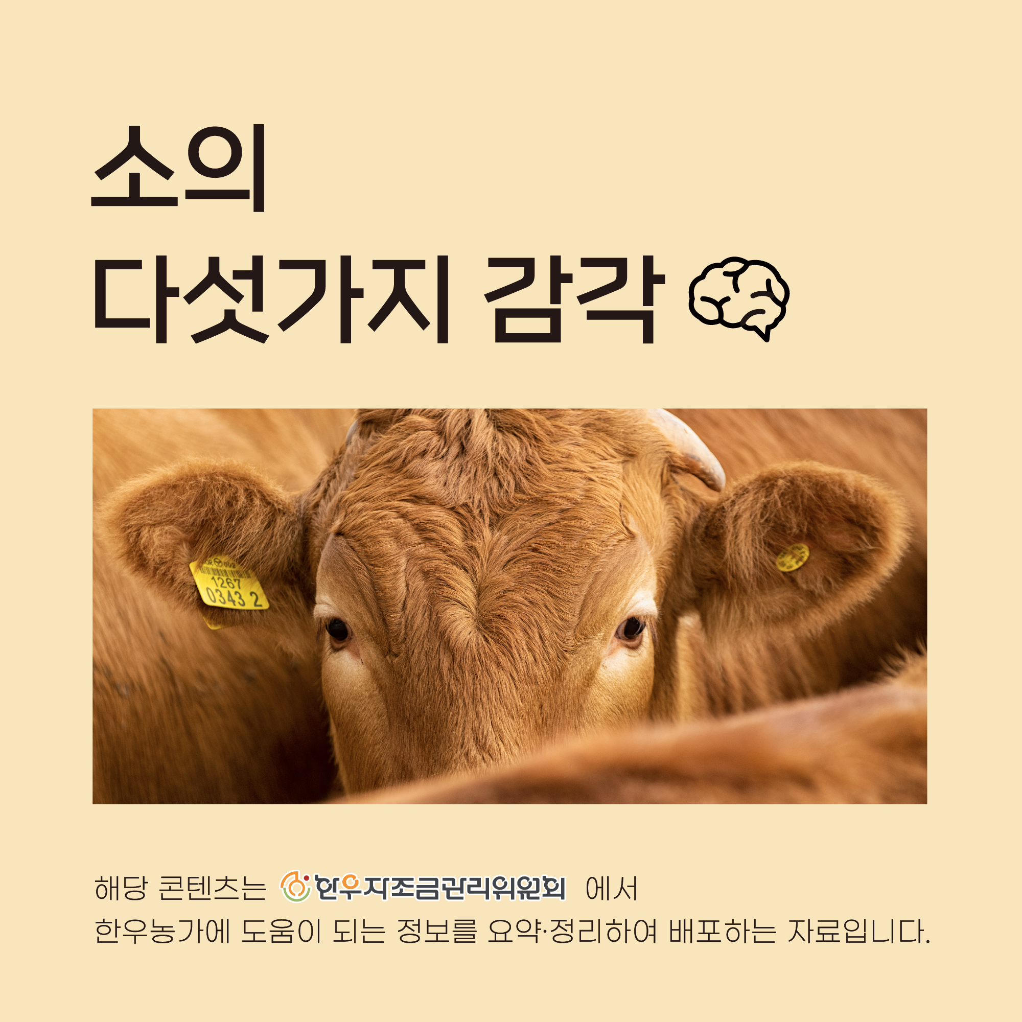 소의 다섯가지 감각