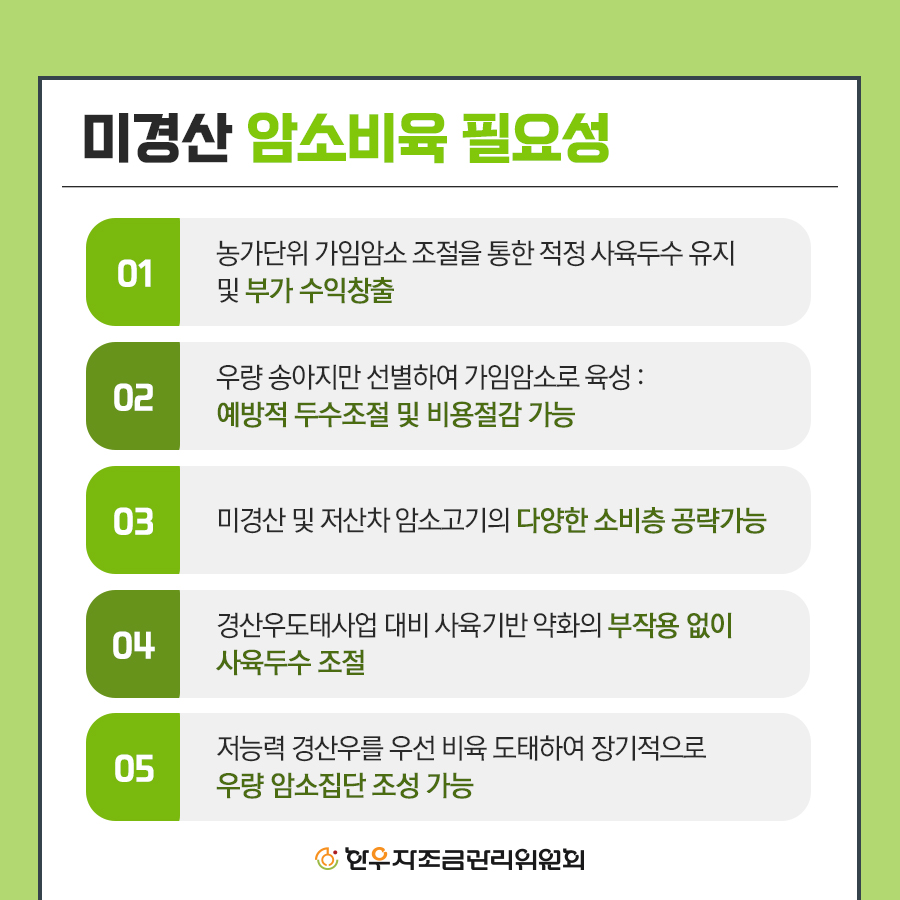 한우 미경산 암소 비육