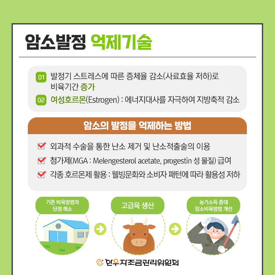 한우 미경산 암소 비육