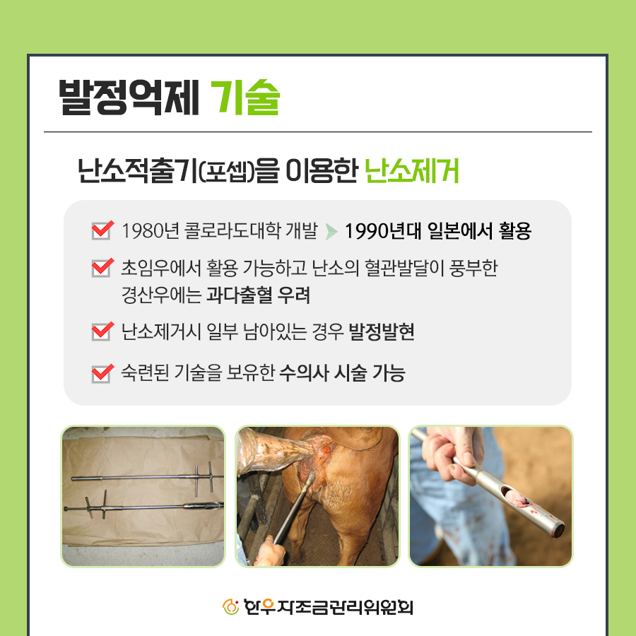 한우 미경산 암소 비육