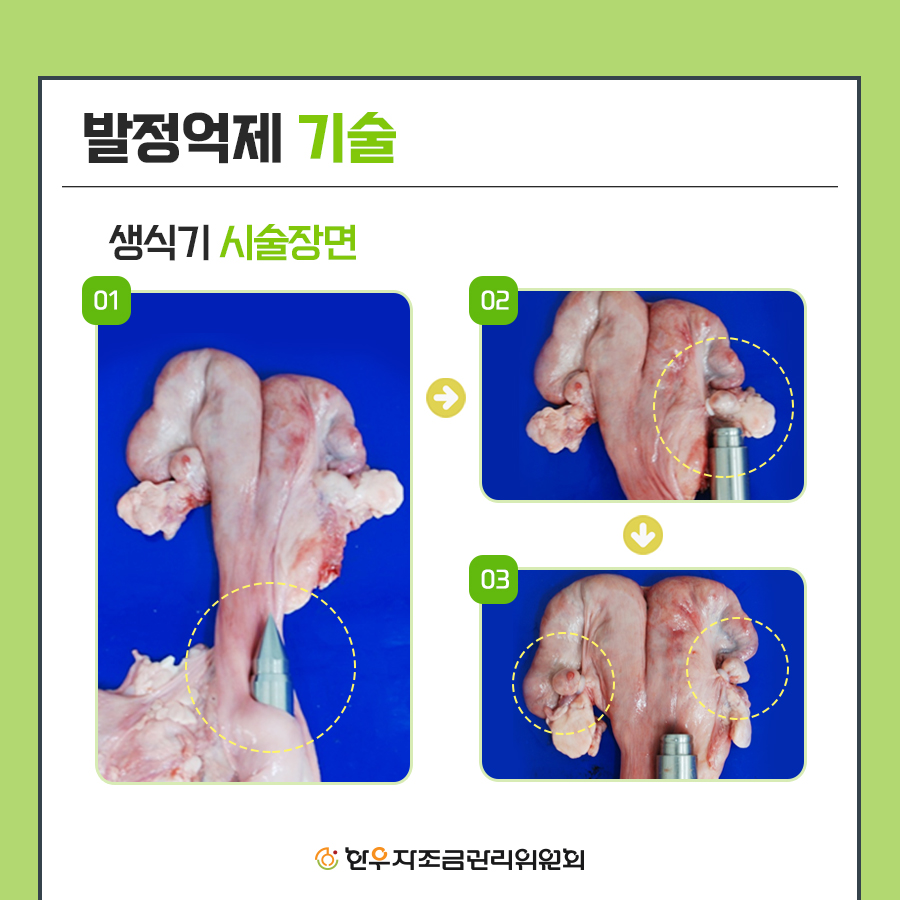 한우 미경산 암소 비육