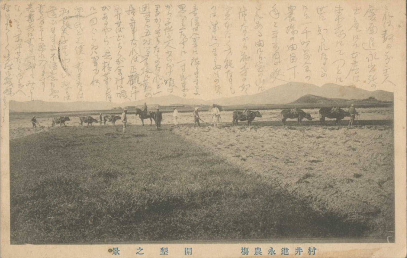 해방이전 경남 진영 개간풍경과 일 소 엽서(1915년 소인) 국제일본문화연구센터