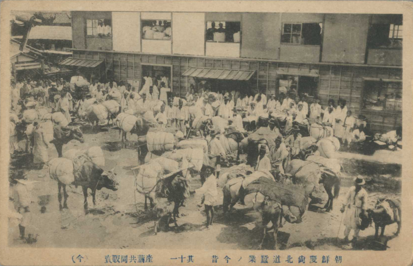 해방이전 경상북도 잠업산물 공동판매장과 소 엽서(1921년 소인) 국제일본문화연구센터