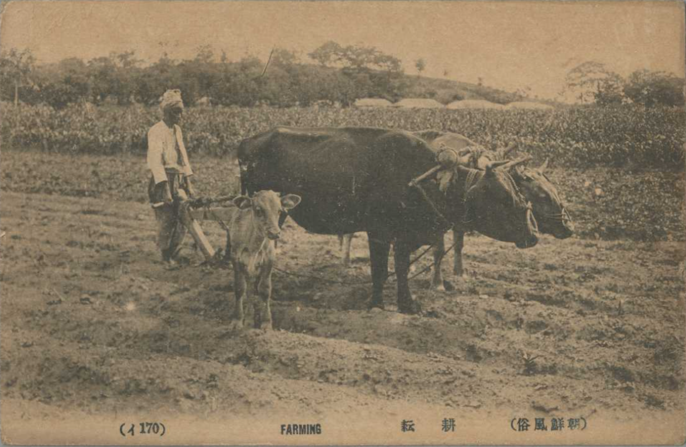 해방이전 경운 흑우 황우 송아지 엽서(조선풍속, 1921년 소인) 국제일본문화연구센터