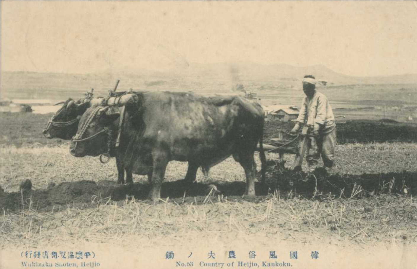 해방직후 농부의 써레질 한국풍속(엽서) 국제일본문화연구센터