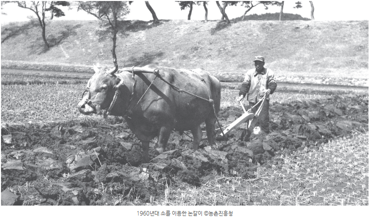 1960년대 논 갈이 소 농촌진흥청