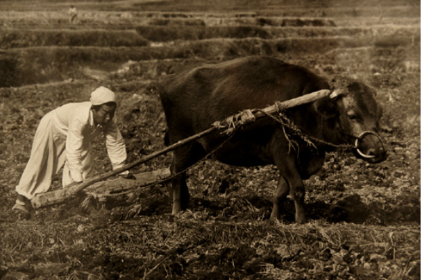 1965 경남 밭갈이 소 구와바라 시세이(桑原史成) 촬영
