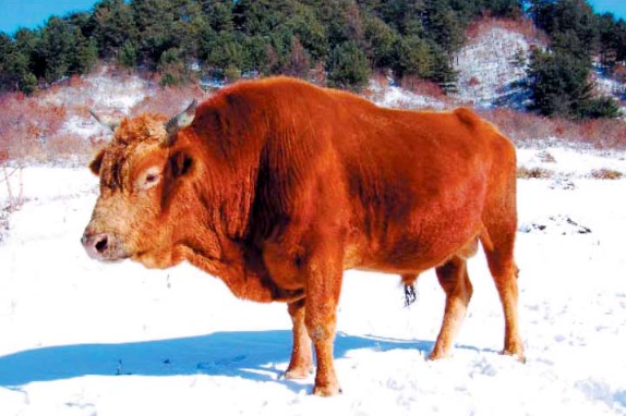 1980 북한 세포지역 한우01 천연기념물 제237호