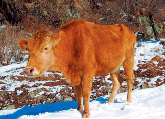 1980 북한 세포지역 한우02 천연기념물제237호