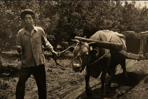 1990 소 수레 북한 평안남도 구와바라 시세이(桑原史成)