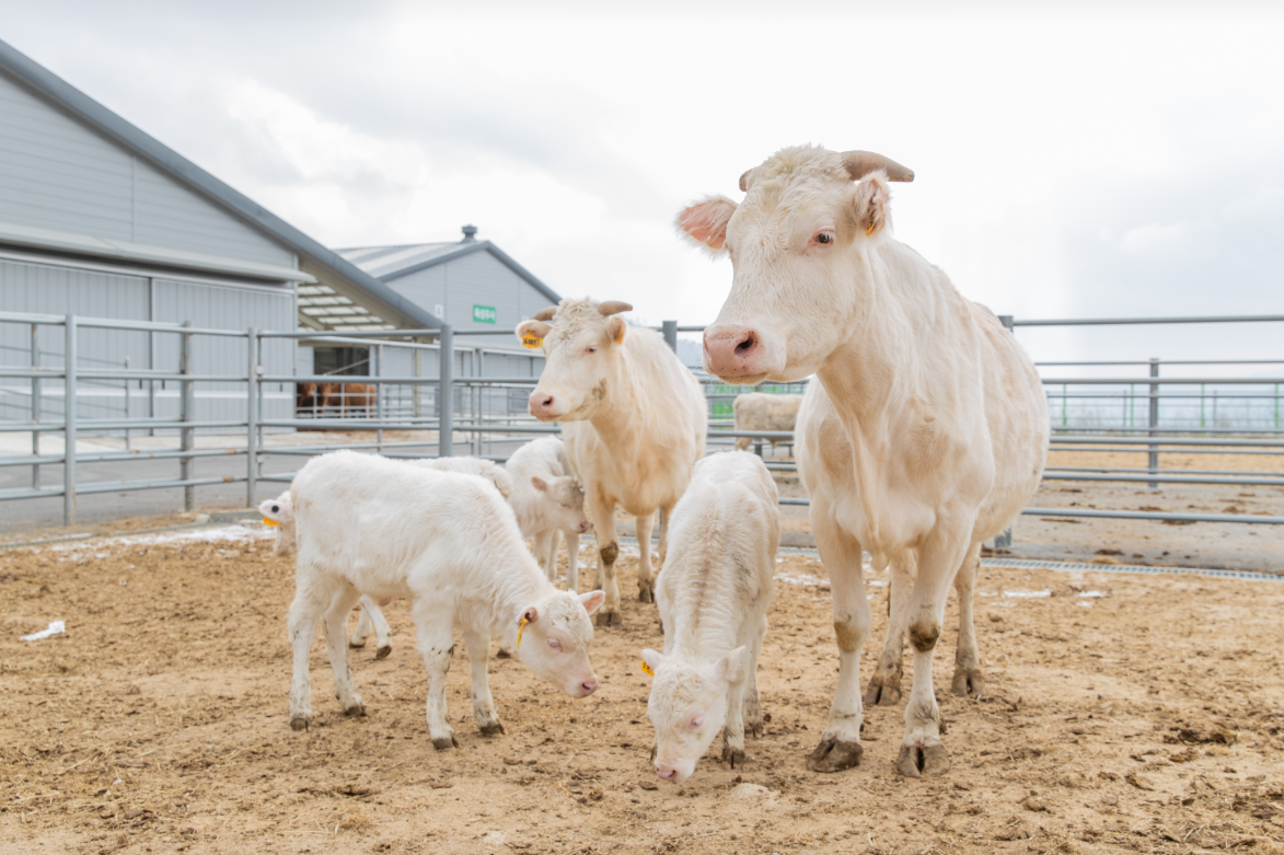 2024 백우 농촌진흥청