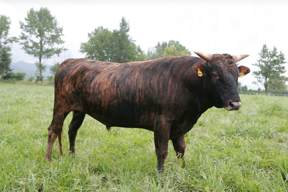 2024 칡소 농촌진흥청