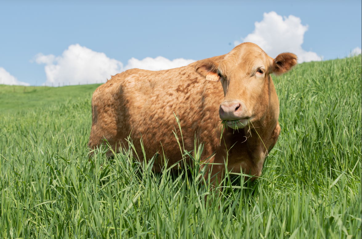 2024 황우 농촌진흥청